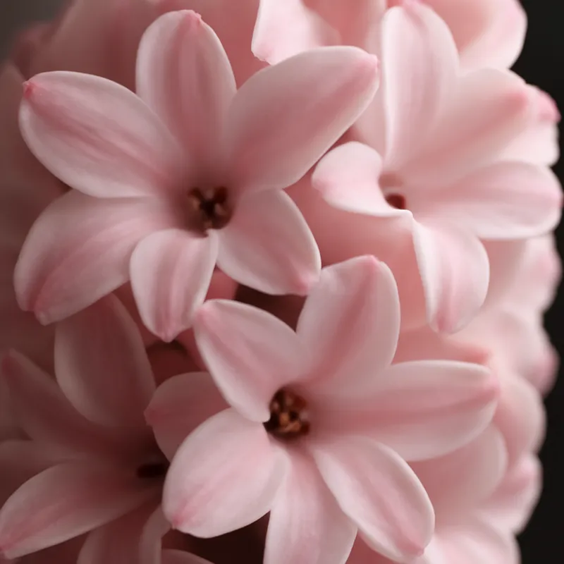 Hyazinthe - rosa - Bild 2