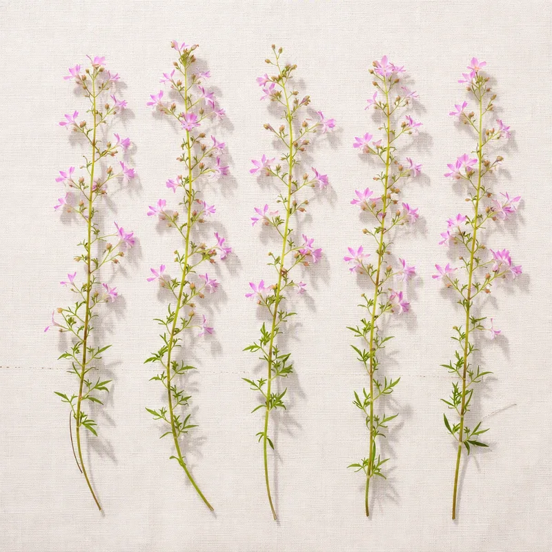 Lobelia - rosa - Bild 4
